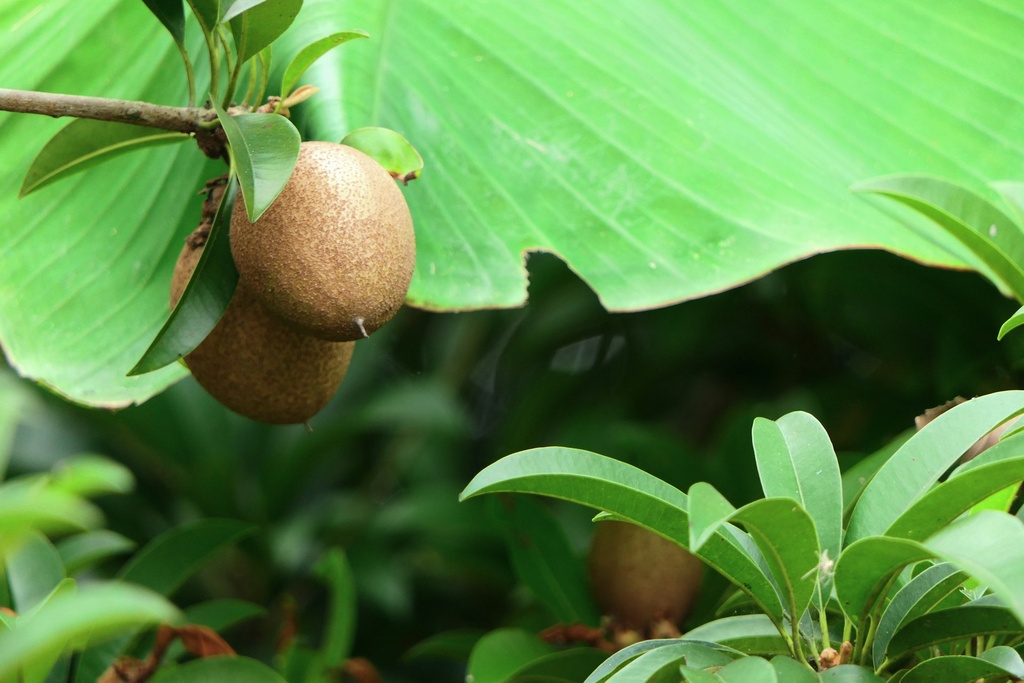 Chikoo Powder