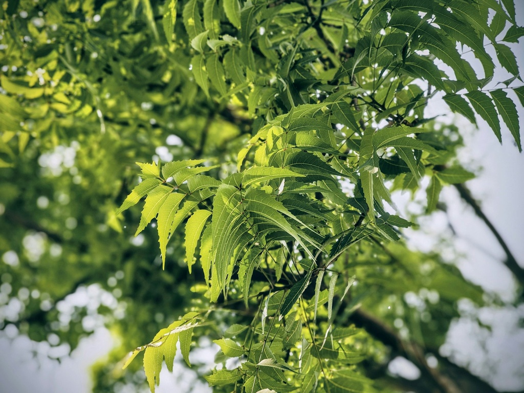 Neem Powder