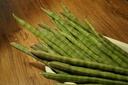 Moringa